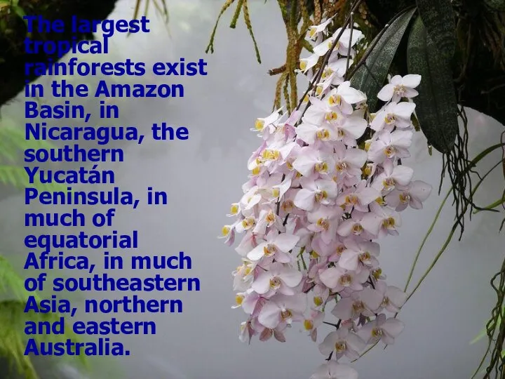 The largest tropical rainforests exist in the Amazon Basin, in Nicaragua,