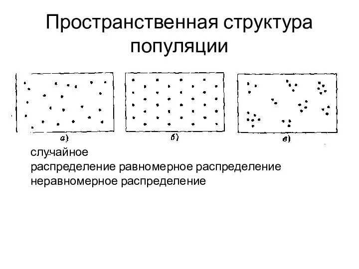 Пространственная структура популяции случайное распределение равномерное распределение неравномерное распределение