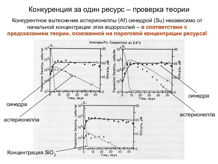 Конкурентное вытеснение астерионеллы (Af) синедрой (Su) независимо от начальной концентрации этих