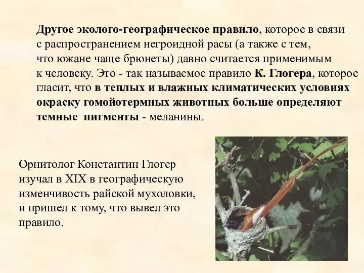 Другое эколого-географическое правило, которое в связи с распространением негроидной расы (а