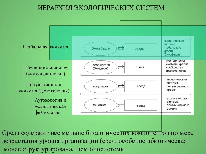 Аутэкология и экологическая физиология Популяционная экология (демэкология) Изучение экосистем (биогеоценология) Глобальная