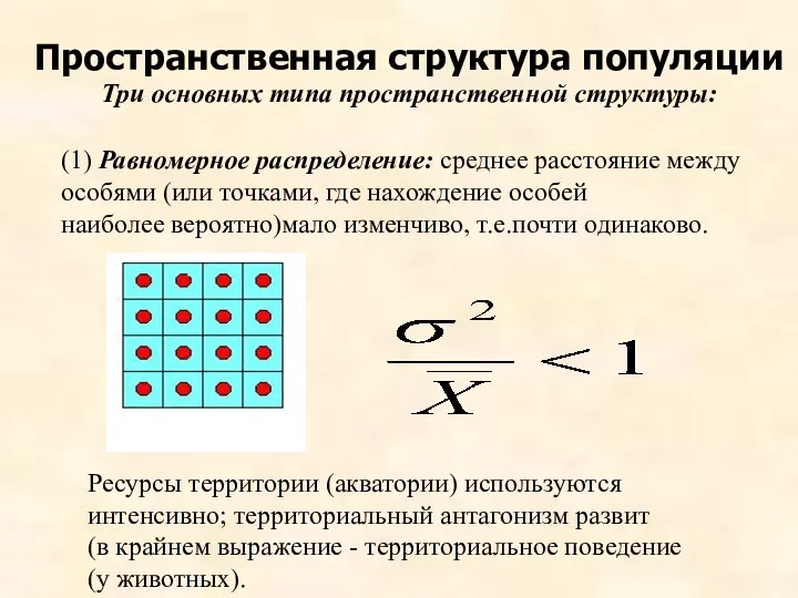 Пространственная структура популяции Три основных типа пространственной структуры: (1) Равномерное распределение: