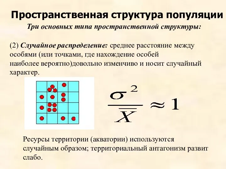 Пространственная структура популяции Три основных типа пространственной структуры: (2) Случайное распределение: