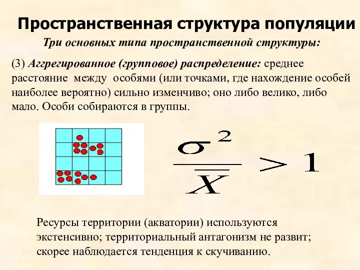 Пространственная структура популяции Три основных типа пространственной структуры: (3) Аггрегированное (групповое)