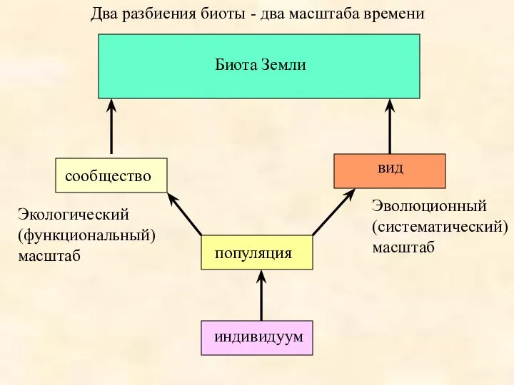 индивидуум популяция сообщество вид Биота Земли Два разбиения биоты - два