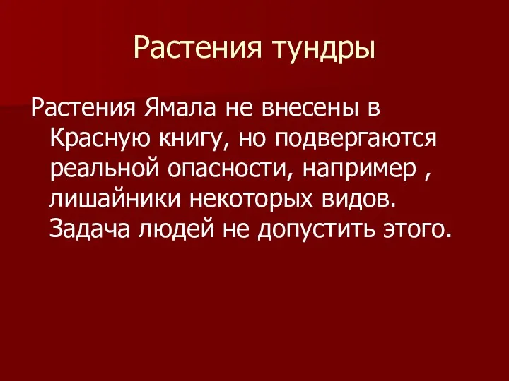 Растения тундры Растения Ямала не внесены в Красную книгу, но подвергаются