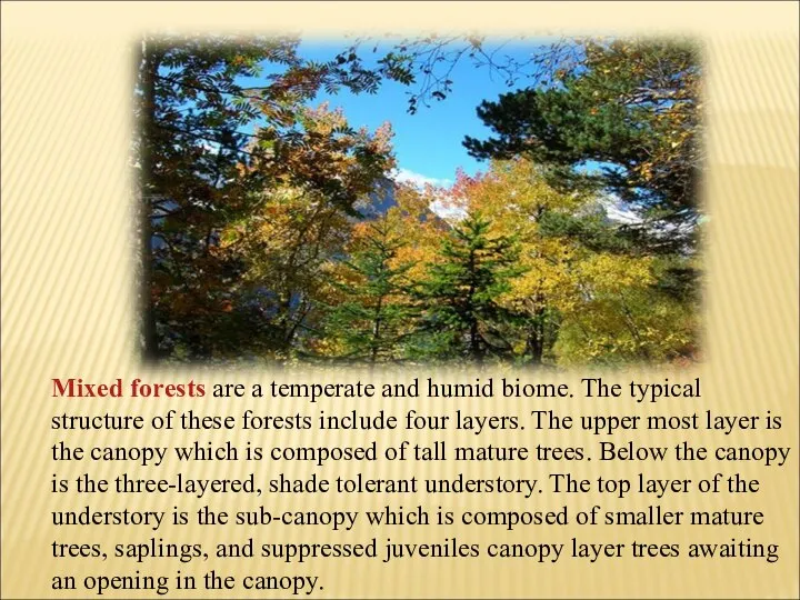 Mixed forests are a temperate and humid biome. The typical structure