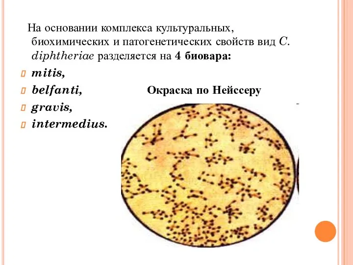 На основании комплекса культуральных, биохимических и патогенетических свойств вид C. diphtheriae