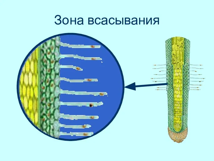 Зона всасывания