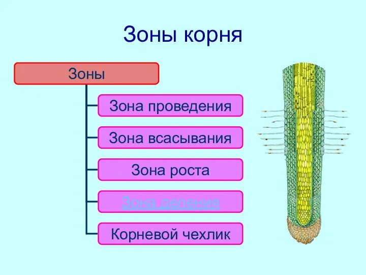 Зоны корня