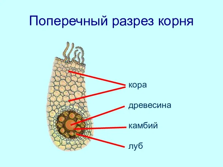 Поперечный разрез корня