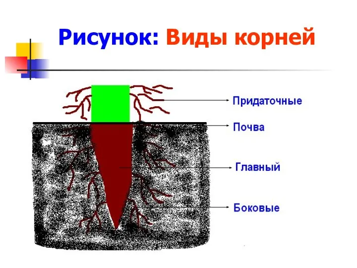 Рисунок: Виды корней