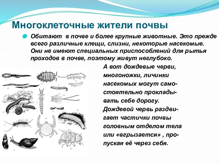 Многоклеточные жители почвы Обитают в почве и более крупные животные. Это