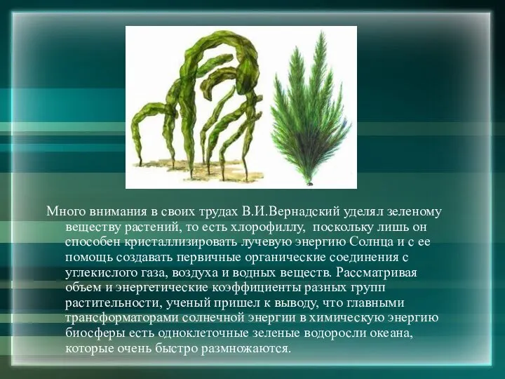 Много внимания в своих трудах В.И.Вернадский уделял зеленому веществу растений, то
