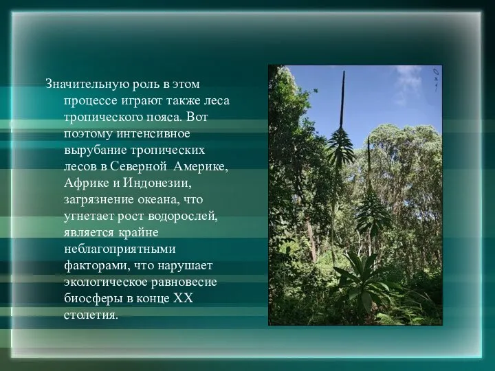 Значительную роль в этом процессе играют также леса тропического пояса. Вот