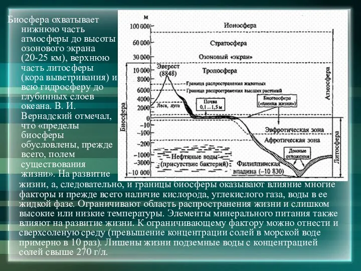 Биосфера охватывает нижнюю часть атмосферы до высоты озонового экрана (20-25 км),