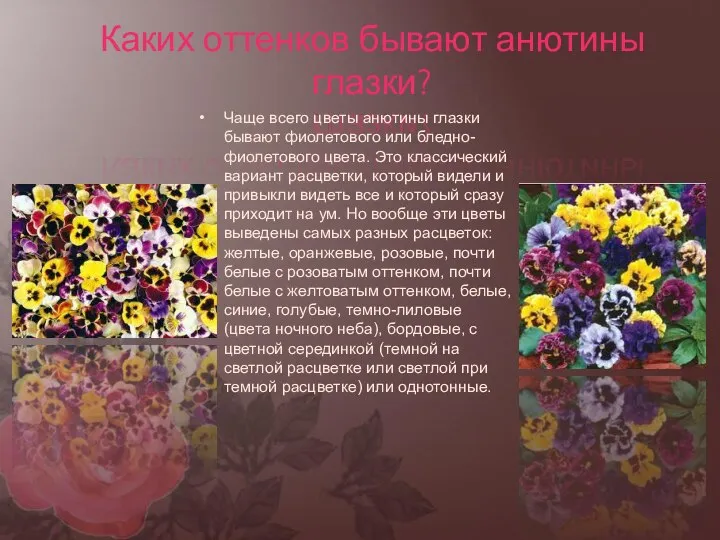 Каких оттенков бывают анютины глазки? Чаще всего цветы анютины глазки бывают