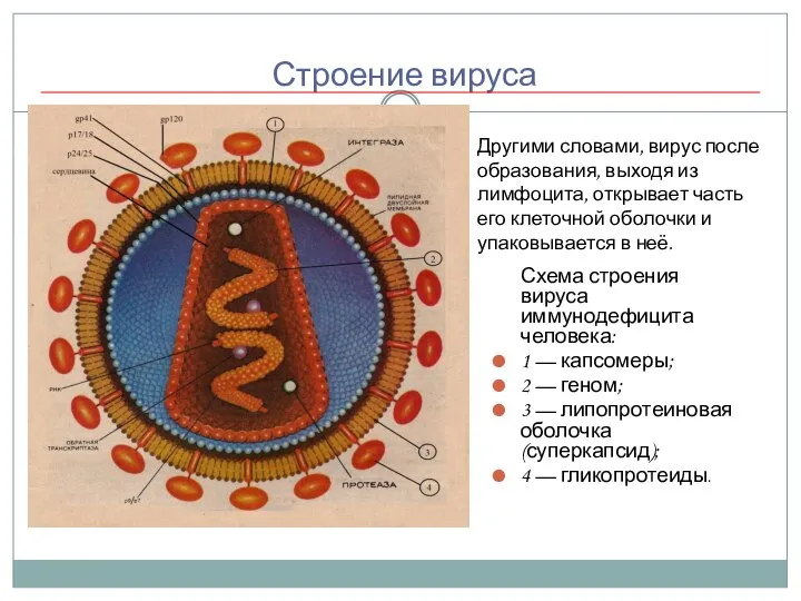 Строение вируса Схема строения вируса иммунодефицита человека: 1 — капсомеры; 2