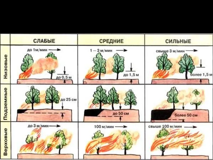 Характеристика типов лесных пожаров