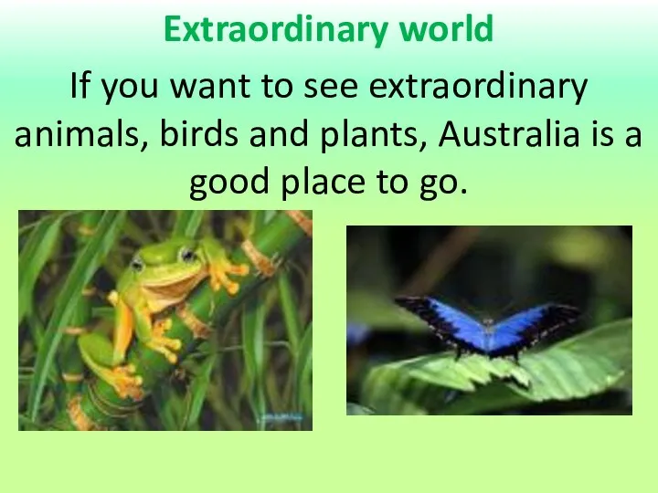 Extraordinary world If you want to see extraordinary animals, birds and