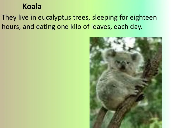 Koala They live in eucalyptus trees, sleeping for eighteen hours, and
