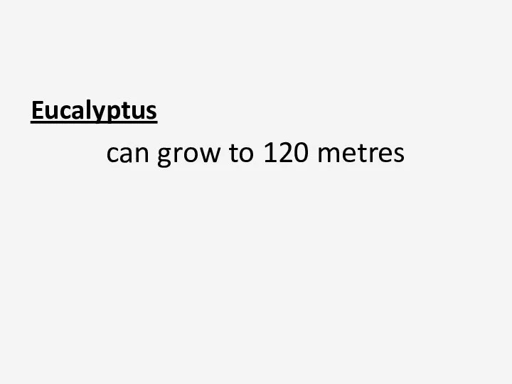 Eucalyptus can grow to 120 metres