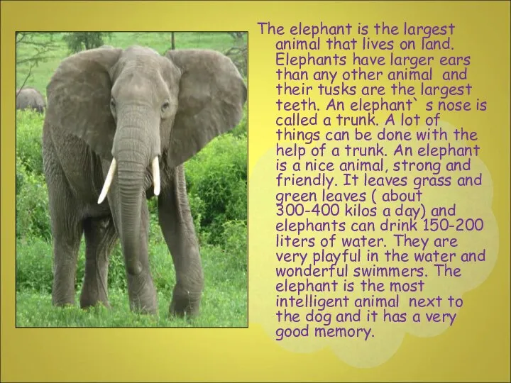 The elephant is the largest animal that lives on land. Elephants