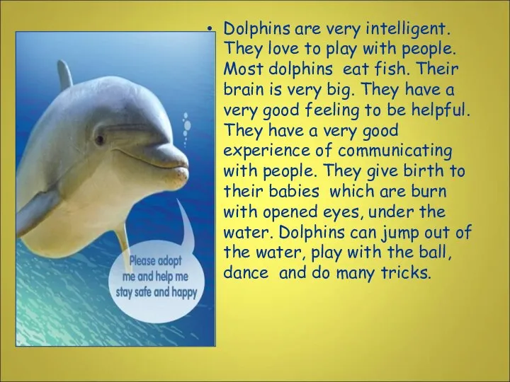 Dolphins are very intelligent. They love to play with people. Most