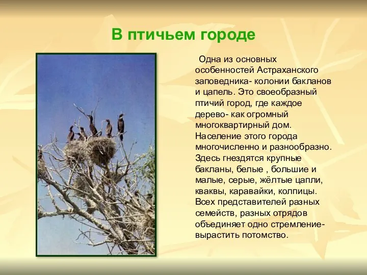 В птичьем городе Одна из основных особенностей Астраханского заповедника- колонии бакланов