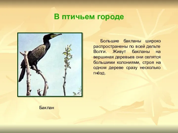 В птичьем городе Большие бакланы широко распространены по всей дельте Волги.