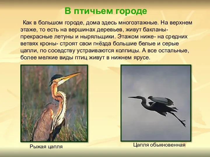 В птичьем городе Как в большом городе, дома здесь многоэтажные. На