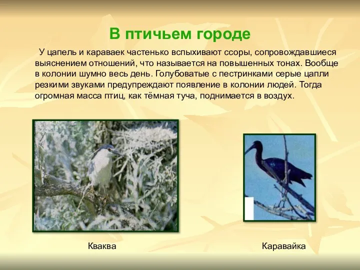 В птичьем городе У цапель и караваек частенько вспыхивают ссоры, сопровождавшиеся