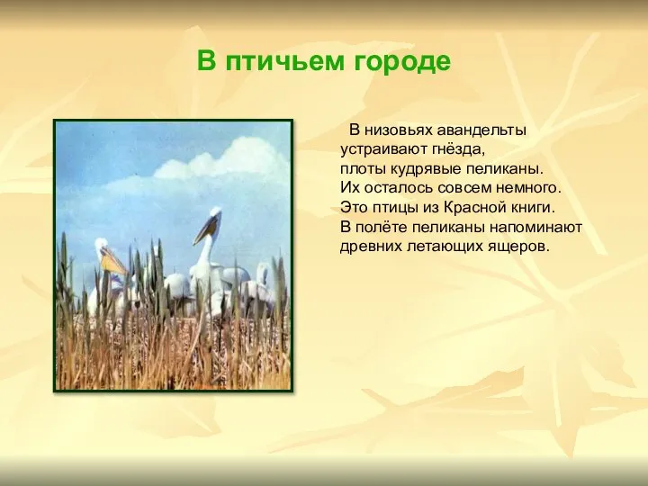 В птичьем городе В низовьях авандельты устраивают гнёзда, плоты кудрявые пеликаны.