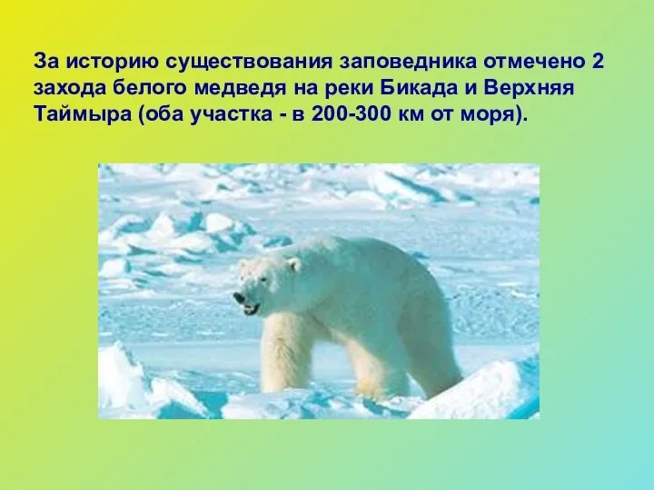 За историю существования заповедника отмечено 2 захода белого медведя на реки