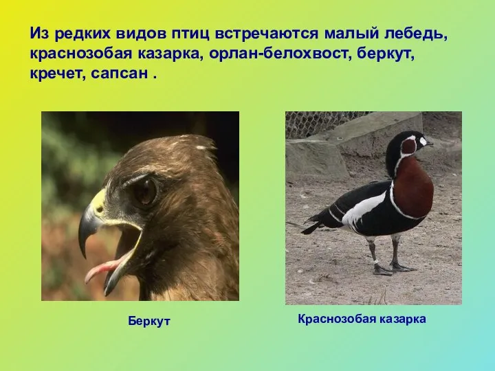 Из редких видов птиц встречаются малый лебедь, краснозобая казарка, орлан-белохвост, беркут,