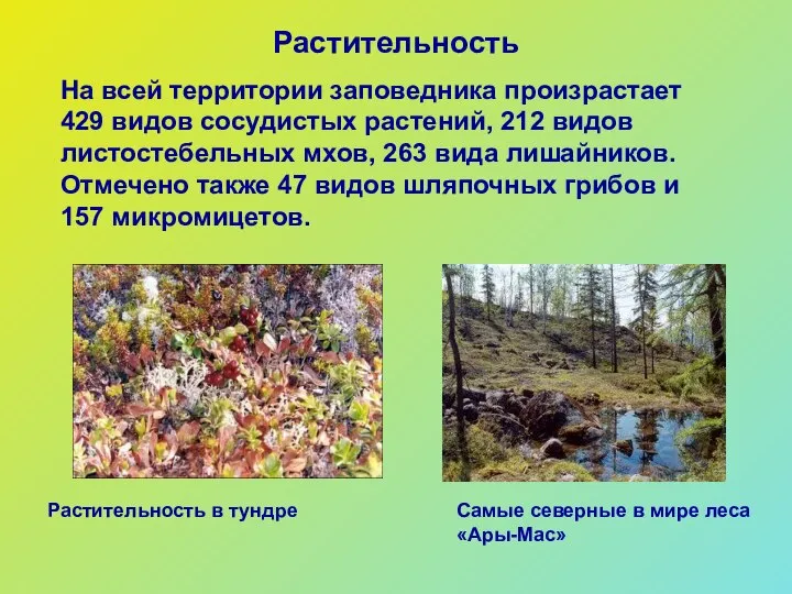 Растительность На всей территории заповедника произрастает 429 видов сосудистых растений, 212