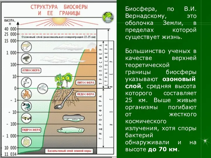 Биосфера, по В.И. Вернадскому, это оболочка Земли, в пределах которой существует