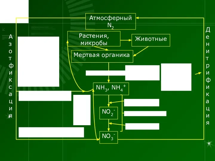 Атмосферный N2 NO3- NO2- NH3, NH4+ Растения, микробы Животные Мертвая органика