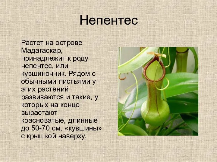 Непентес Растет на острове Мадагаскар, принадлежит к роду непентес, или кувшиночник.