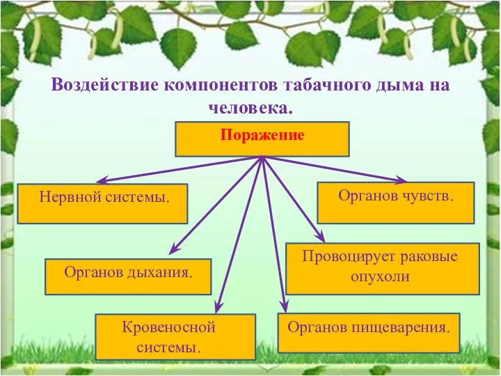 Воздействие компонентов табачного дыма на человека. Поражение Кровеносной системы. Органов пищеварения.