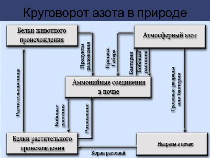 Круговорот азота в природе