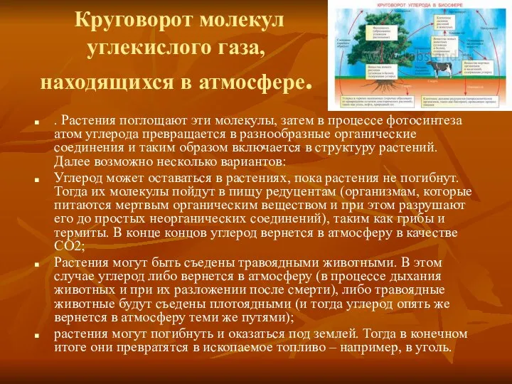 Круговорот молекул углекислого газа, находящихся в атмосфере. . Растения поглощают эти