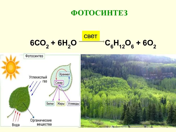 ФОТОСИНТЕЗ 6СО2 + 6Н2О С6Н12О6 + 6О2 свет