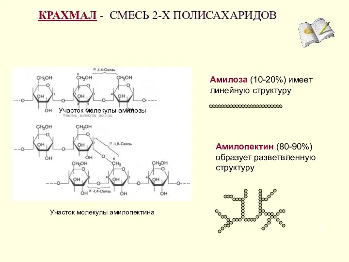 КРАХМАЛ - СМЕСЬ 2-Х ПОЛИСАХАРИДОВ Амилоза (10-20%) имеет линейную структуру Амилопектин