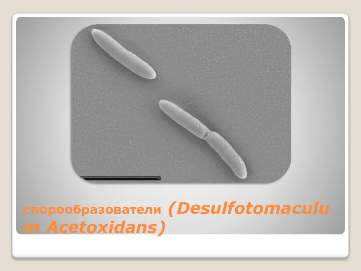 спорообразователи (Desulfotomaculum Acetoxidans)