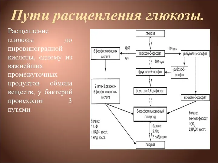 Пути расщепления глюкозы. Расщепление глюкозы до пировиноградной кислоты, одному из важнейших