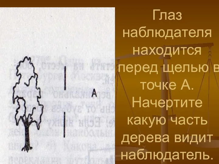 Глаз наблюдателя находится перед щелью в точке А. Начертите какую часть дерева видит наблюдатель.