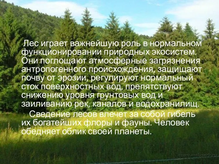 Лес играет важнейшую роль в нормальном функционировании природных экосистем. Они поглощают