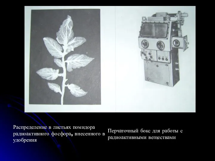 Распределение в листьях помидора радиоактивного фосфора, внесенного в удобрения Перчаточный бокс для работы с радиоактивными веществами