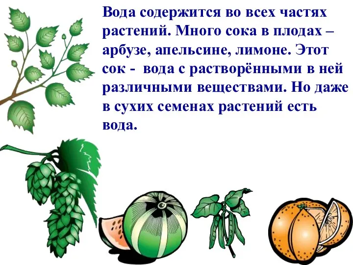 Вода содержится во всех частях растений. Много сока в плодах –